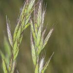 Bromus lanceolatus 花