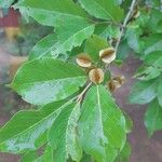 Combretum micranthum Blatt