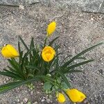 Sternbergia lutea Flower