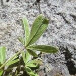 Potentilla caulescens Blatt