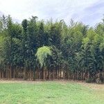 Phyllostachys aureosulcata অভ্যাস