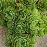 Aeonium balsamiferum 叶