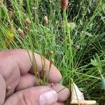 Eleocharis obtusa Flor