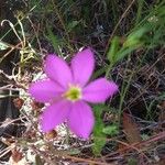 Sabatia campestris Flower