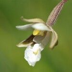 Epipactis palustris Květ