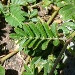 Tribulus cistoides Blatt