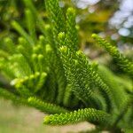 Araucaria columnaris Hoja