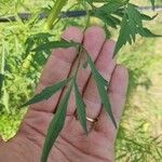 Bidens subalternans Leaf