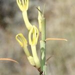 Ceropegia dichotoma Flower