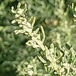 Artemisia maritima Övriga