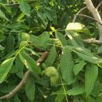 Juglans regiaList