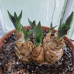 Merwilla plumbea Habit