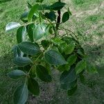 Bursera simaruba ഇല