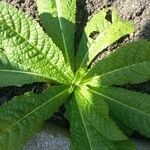 Dipsacus sativus Leaf