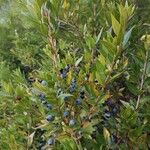 Myrtus communis Leht