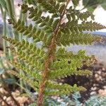 Polystichum luctuosum Frugt