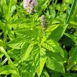 Teucrium canadenseFeuille