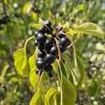 Rhamnus catharticaFruit