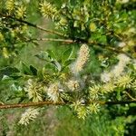 Salix hastata Fleur
