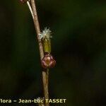 Triglochin palustris Cvet