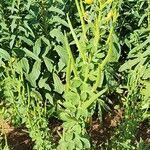 Cleome viscosa Habitatea