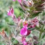 Teucrium × lucidrys Flors