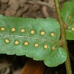 Goniophlebium subauriculatum Blatt