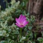 Zephyranthes rosea Blüte
