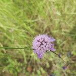 Scabiosa atropurpureaÇiçek