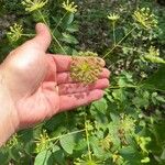 Aralia hispida 果實