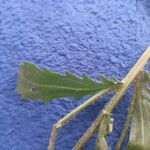Tripleurospermum inodorum Leaf