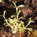 Saxifraga androsacea List