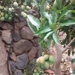 Mangifera indica Frucht