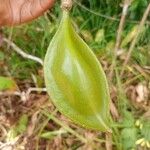 Anemopaegma orbiculatum Fruit