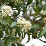 Syzygium pyrifolium Flor