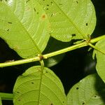 Uncaria tomentosa Folha