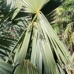 Sabal minor Leaf