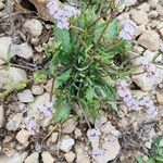 Valeriana coronata Buveinė