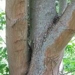 Acer barbinerve Bark