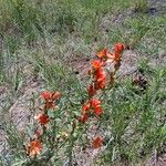 Sphaeralcea coccinea 花