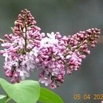 Syringa vulgaris Kvet