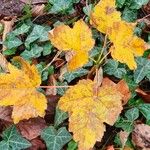 Acer pseudoplatanus Leaf