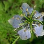 Nigella sativa Flower