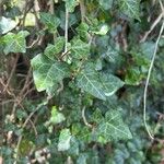 Hedera hibernica पत्ता