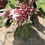 Clerodendrum quadriloculare Flor