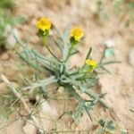 Senecio glaucus Habit