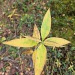 Helianthus tuberosusFolha