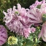 Papaver somniferumFlower