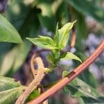 Lonicera acuminata Folha