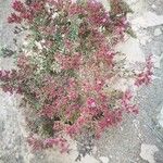 Limonium tuberculatum Hoja